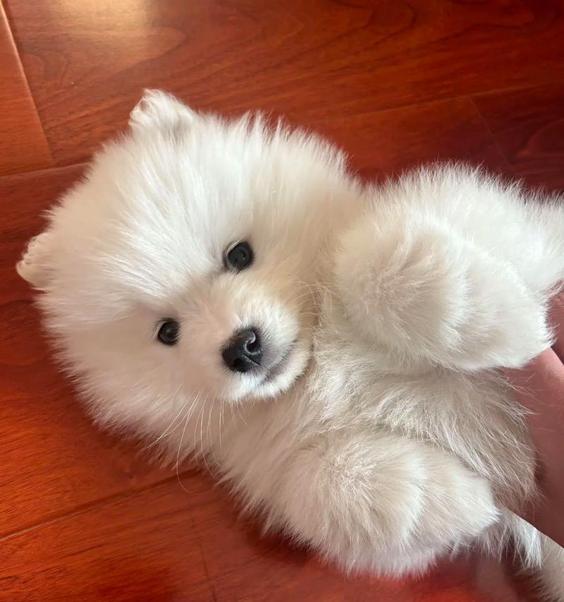 二个月大的小狗的成长过程（探秘小狗身体、心理发育的规律）(图1)