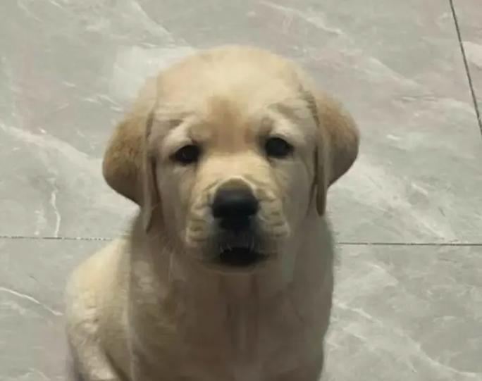 二个月大的小狗的成长过程（探秘小狗身体、心理发育的规律）(图2)