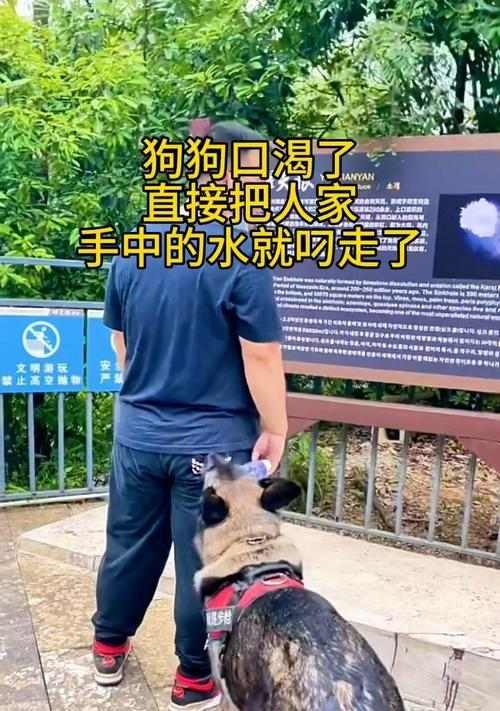 如何科学养护容易变渴的狗狗（解决容易变渴狗狗的饮水难题，让它们健康成长）(图1)