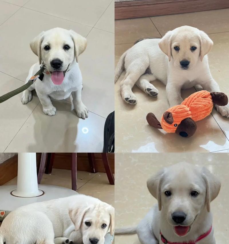 二个月大的小狗的成长过程（探秘小狗身体、心理发育的规律）(图3)