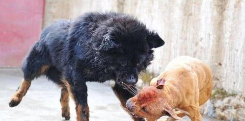 藏獒的饮食习性(图1)