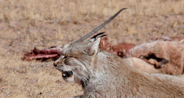 藏獒的饮食习性(图2)