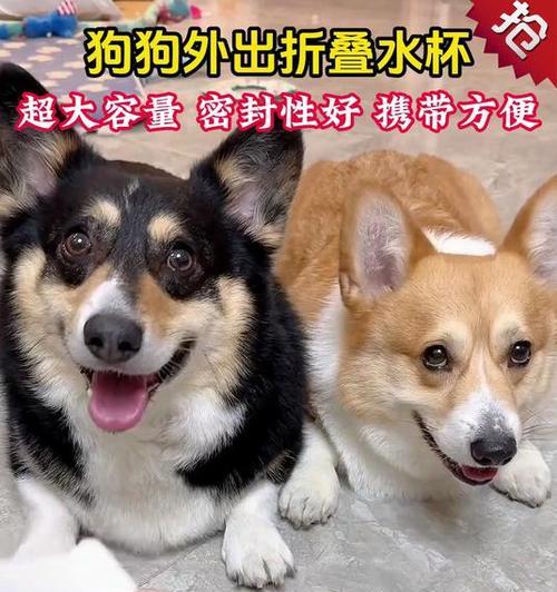 如何科学养护容易变渴的狗狗（解决容易变渴狗狗的饮水难题，让它们健康成长）(图2)