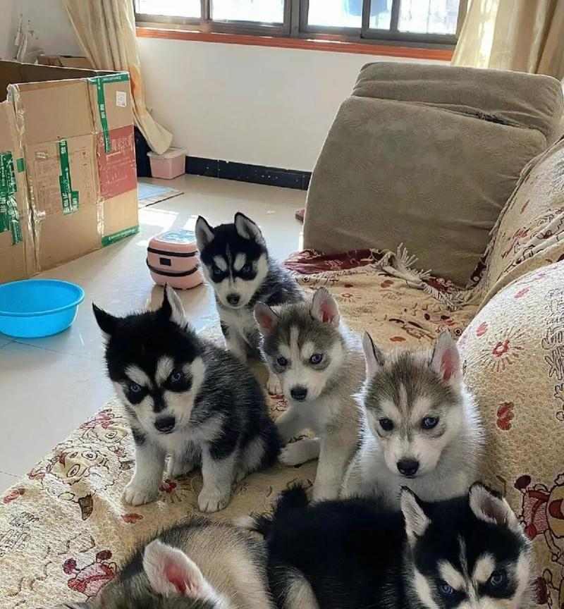 哈士奇两个月标准身高（了解哈士奇成长，从身高开始）(图2)