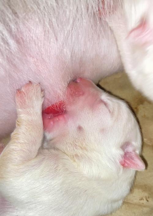 为什么狗狗老用爪抓痒？（了解狗狗抓痒的原因，保障它们的健康）(图3)