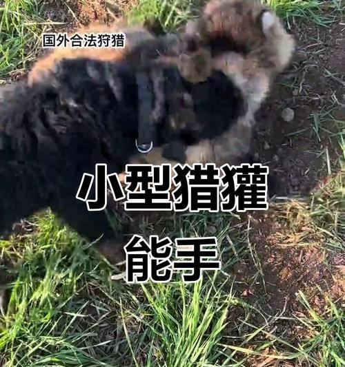 养德国猎梗的技巧（全面了解猎犬的特点和饲养要点，让你成为优秀的猎梗主人）(图1)
