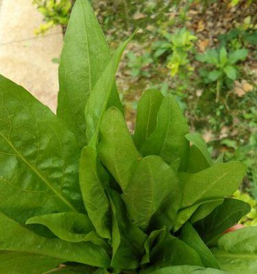 藏獒的饮食习性(图3)