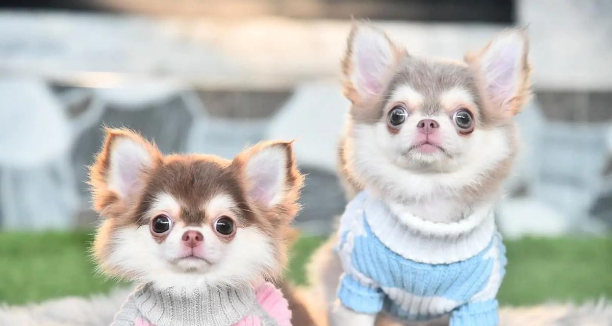 哈士奇两个月标准身高（了解哈士奇成长，从身高开始）(图3)