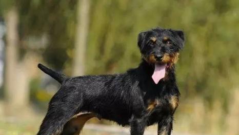 养德国猎梗的技巧（全面了解猎犬的特点和饲养要点，让你成为优秀的猎梗主人）(图2)