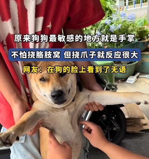 为什么狗狗老用爪抓痒？（了解狗狗抓痒的原因，保障它们的健康） - 新生家伴