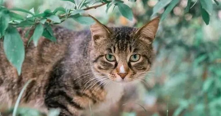 猫狗大战（宠物之争的背后）(图1)