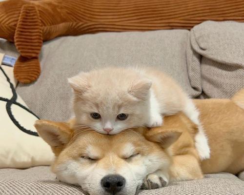 猫狗大战（宠物之争的背后）(图2)