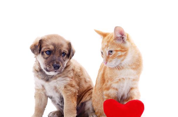 猫狗大战（宠物之争的背后）(图3)