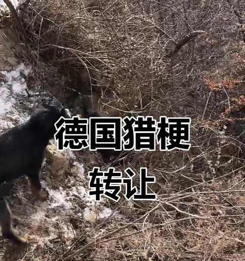 养德国猎梗的技巧（全面了解猎犬的特点和饲养要点，让你成为优秀的猎梗主人）(图3)