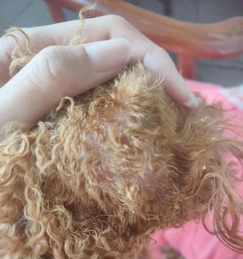 泰迪犬患病的注意事项（以宠物为主，关注它的健康）(图3)