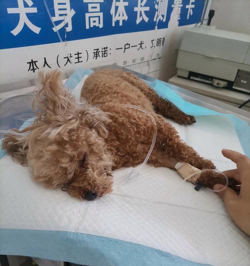泰迪犬患病的注意事项（以宠物为主，关注它的健康）(图2)