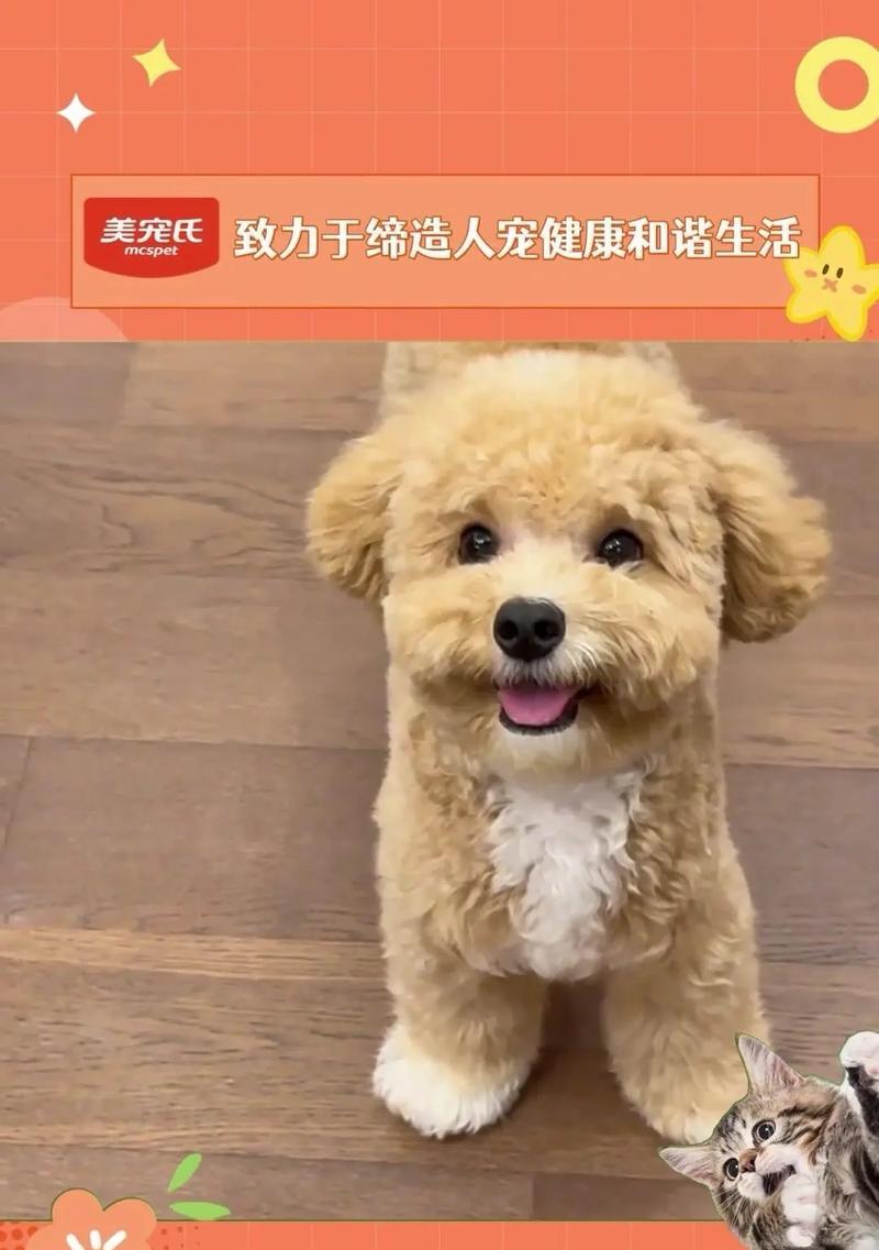 泰迪犬患病的注意事项（以宠物为主，关注它的健康）(图1)