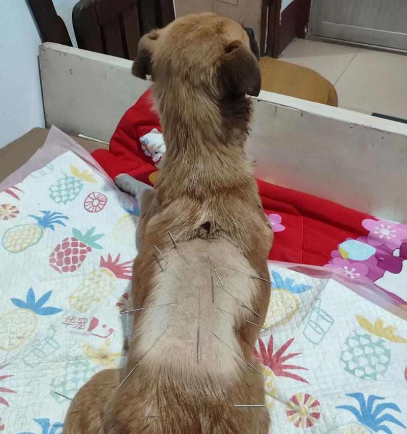 狗狗外伤怎么处理治疗（关爱宠物健康，从应对外伤开始）(图2)