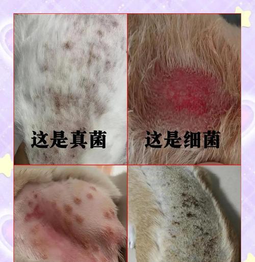 狗狗外伤怎么处理治疗（关爱宠物健康，从应对外伤开始）(图3)