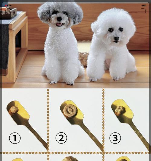 泰迪刚生完小狗，如何科学喂养？（喂养注意事项，营养搭配，健康保障）(图1)