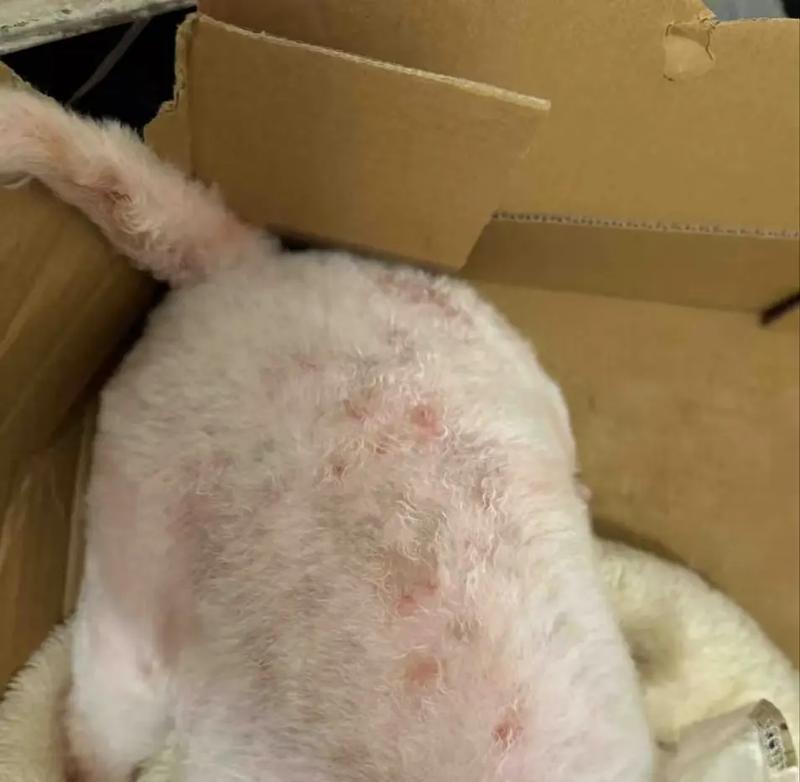 如何治疗刚出生小狗身上溃烂（全面了解小狗身上溃烂的成因和治疗方法）(图1)