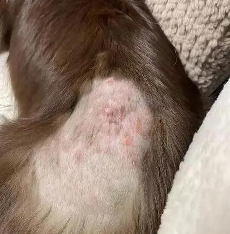 如何治疗刚出生小狗身上溃烂（全面了解小狗身上溃烂的成因和治疗方法）(图3)