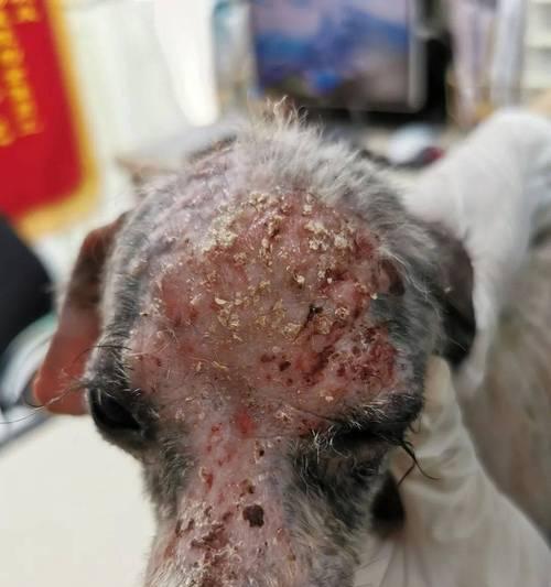 如何治疗刚出生小狗身上溃烂（全面了解小狗身上溃烂的成因和治疗方法）(图2)