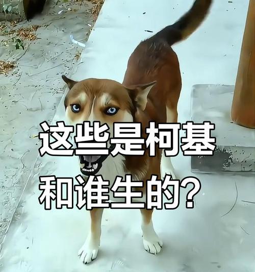 追寻混种狗狗之美（探寻混种狗狗的特质和优点，了解其起源和命名方式）(图3)