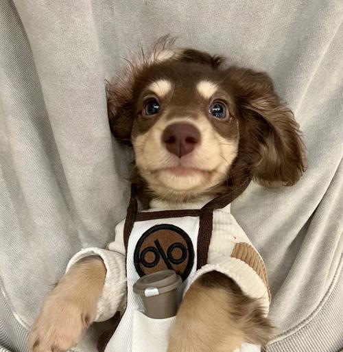 让腊肠犬穿衣服，你必须知道的危害（宠物穿衣服的负面影响及如何保护它们的健康）(图1)