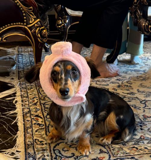 让腊肠犬穿衣服，你必须知道的危害（宠物穿衣服的负面影响及如何保护它们的健康）(图3)