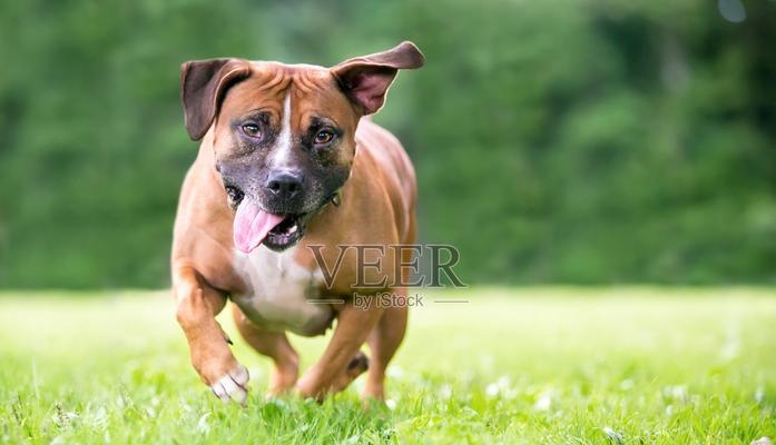 追寻混种狗狗之美（探寻混种狗狗的特质和优点，了解其起源和命名方式）(图2)