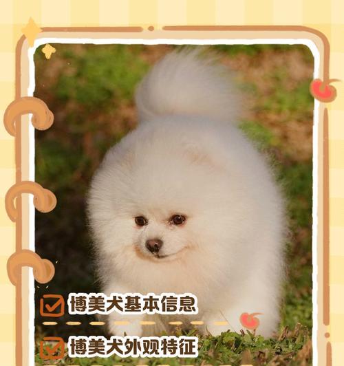 探秘博美犬的性格和特点（了解宠物的伴侣——博美犬）(图2)