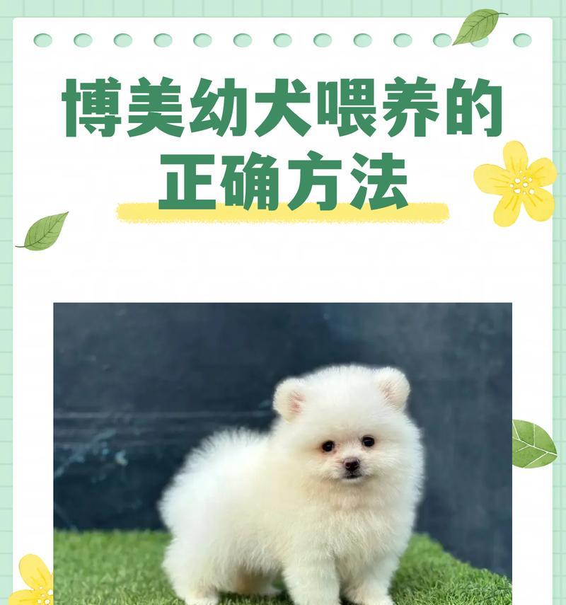探秘博美犬的性格和特点（了解宠物的伴侣——博美犬）(图1)