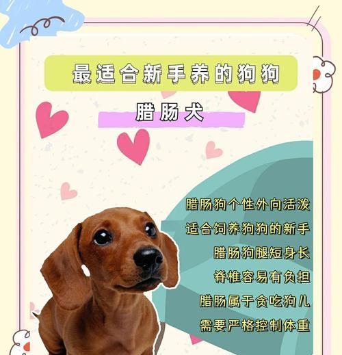 让腊肠犬穿衣服，你必须知道的危害（宠物穿衣服的负面影响及如何保护它们的健康）(图2)