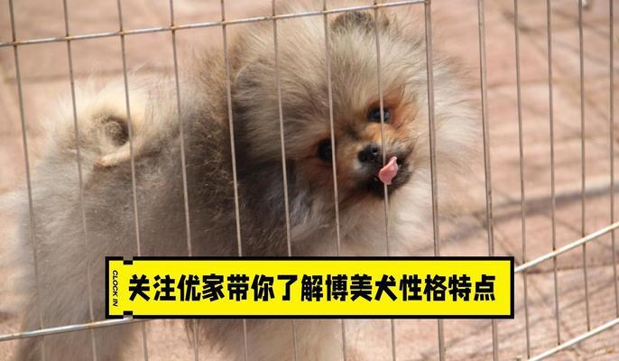 探秘博美犬的性格和特点（了解宠物的伴侣——博美犬）(图3)