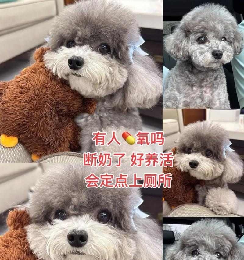 泰迪刚生完小狗，如何科学喂养？（喂养注意事项，营养搭配，健康保障）(图3)