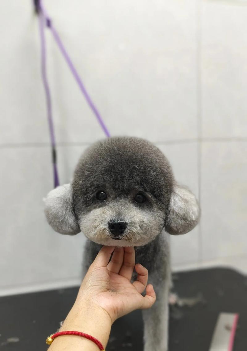 贵宾犬美容大揭秘（从洗澡到修剪，如何让你的贵宾犬更加美丽）(图1)