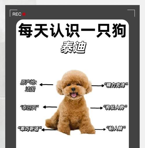 贵宾犬美容大揭秘（从洗澡到修剪，如何让你的贵宾犬更加美丽）(图3)