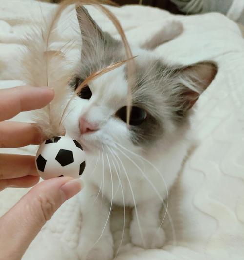 猫咪的体力消耗（探究猫咪运动消耗的奥秘）