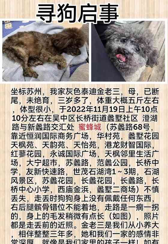 五斤泰迪犬的日常饮食（了解合理饮食，让宠物健康成长）(图1)