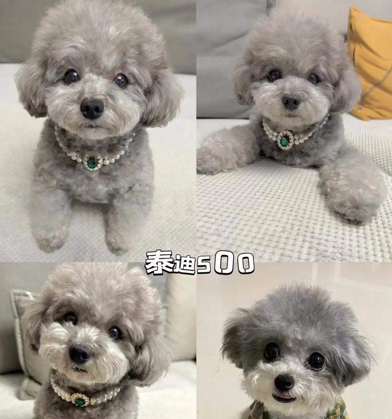 五斤泰迪犬的日常饮食（了解合理饮食，让宠物健康成长）(图3)