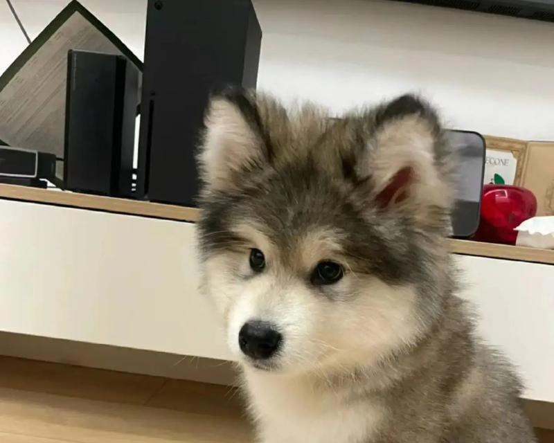 七月犬阿拉斯加（探寻阿拉斯加犬的历史、特点与饲养技巧）(图3)