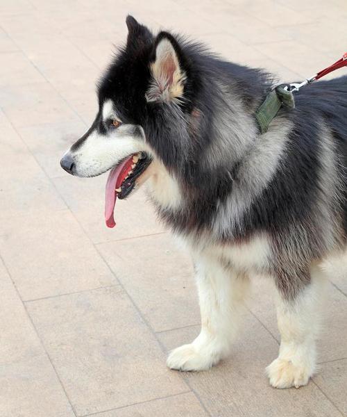 七月犬阿拉斯加（探寻阿拉斯加犬的历史、特点与饲养技巧）(图2)