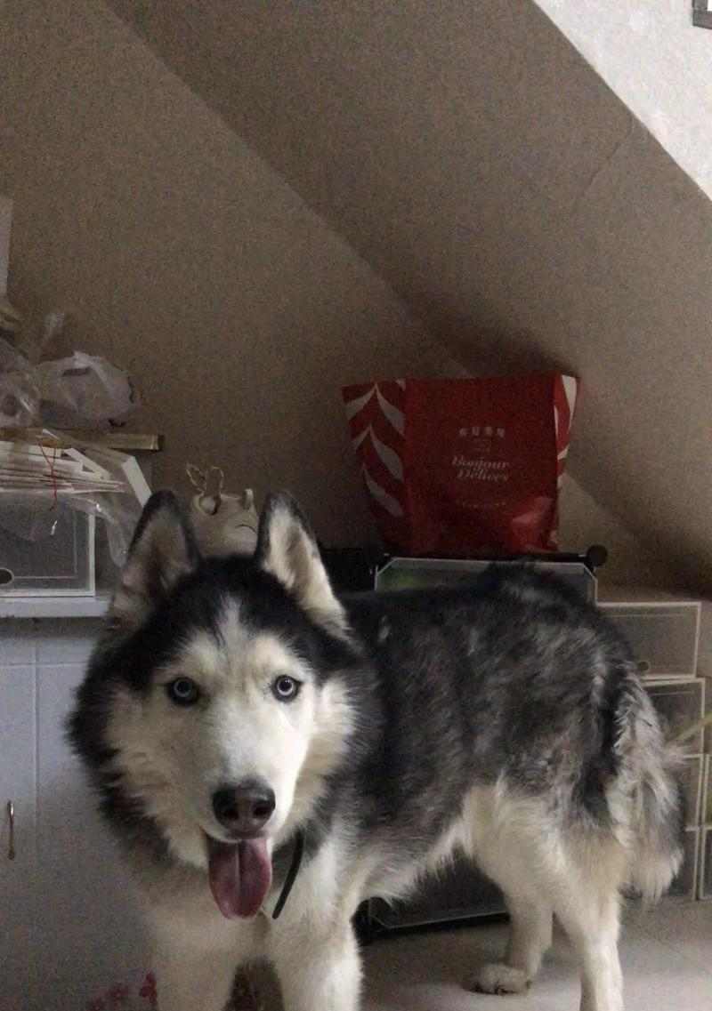 七月犬阿拉斯加（探寻阿拉斯加犬的历史、特点与饲养技巧）(图1)