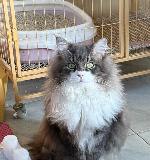 猫能吃羊肉吗？喂食注意事项解析（宠物猫适宜食用羊肉的关键要点）(图1)