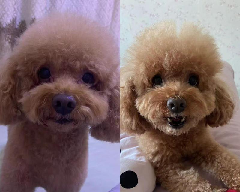 泰迪狗公狗配对的最佳时机（探讨泰迪狗公狗配对的最佳时机及注意事项）(图2)