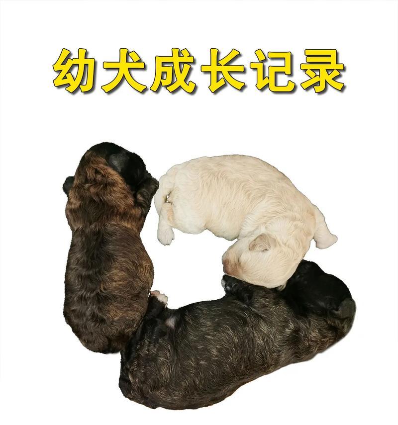 泰迪狗公狗配对的最佳时机（探讨泰迪狗公狗配对的最佳时机及注意事项）(图3)