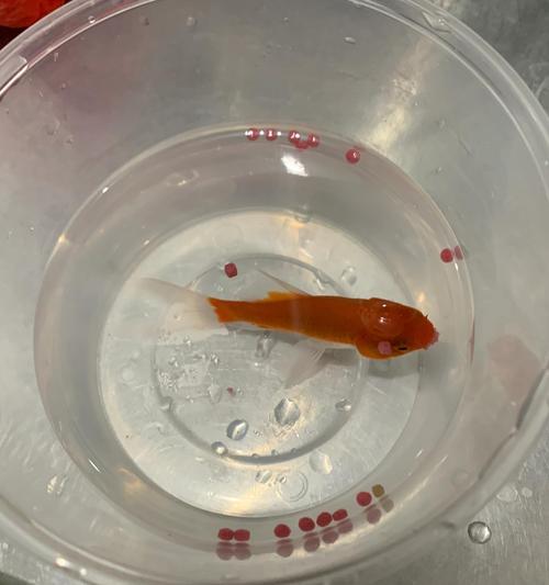 小金鱼的特点与习性（探究小金鱼的生活习性与特征）(图2)