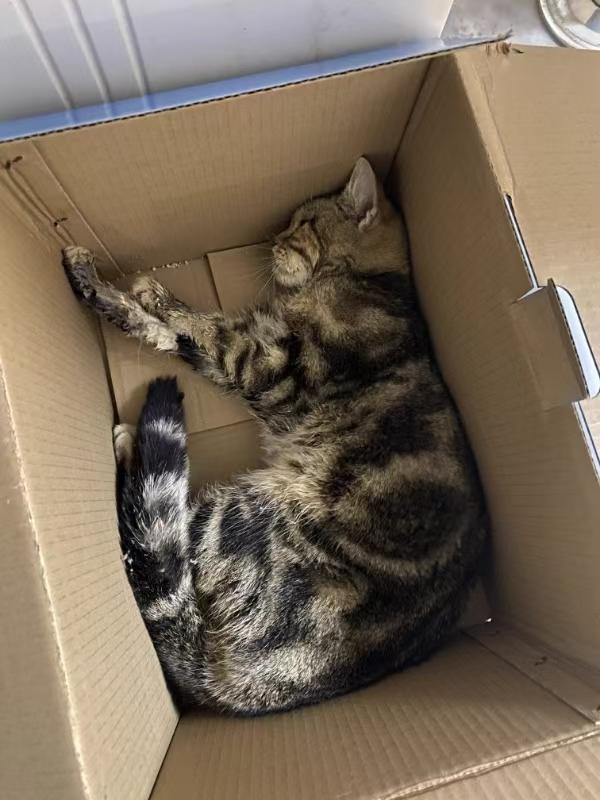 猫咪驱虫后呕吐死亡，“凶手”究竟是谁？ - 新生家伴