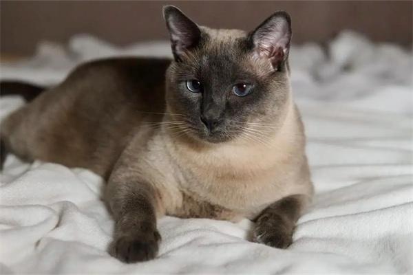 散养猫咪的优缺点(图2)